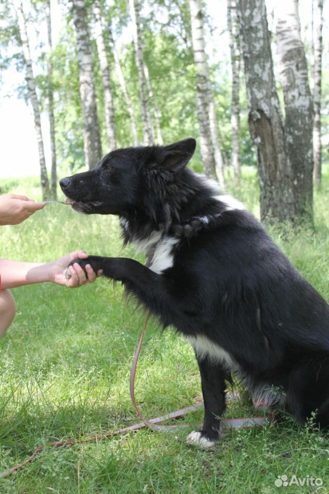 Собака Гриша в добрые руки купить на Зозу.ру - фотография № 5