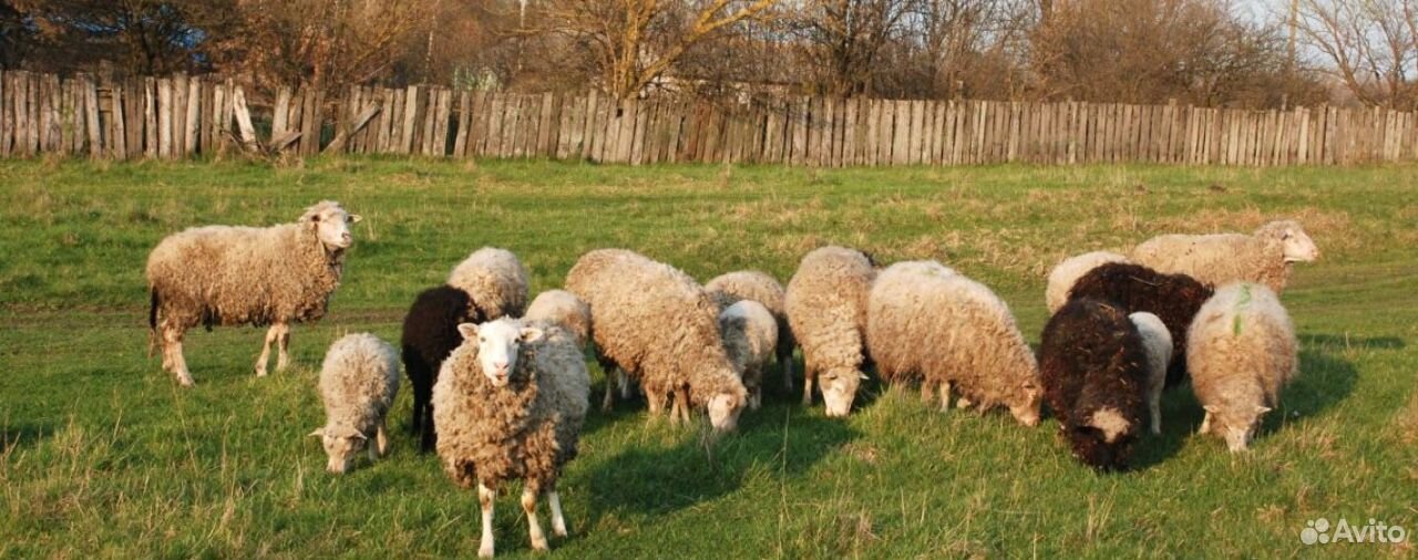 Овцы телята купить на Зозу.ру - фотография № 1