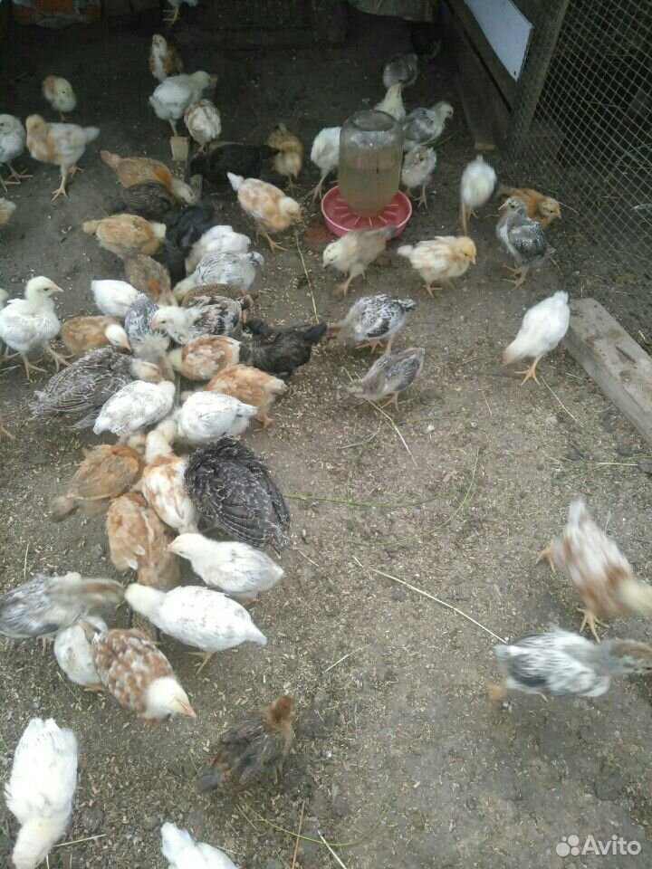 Цыплята 26 дневные купить на Зозу.ру - фотография № 1