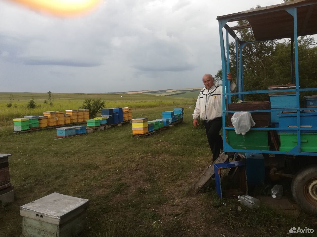Пчелы продается пасика купить на Зозу.ру - фотография № 2