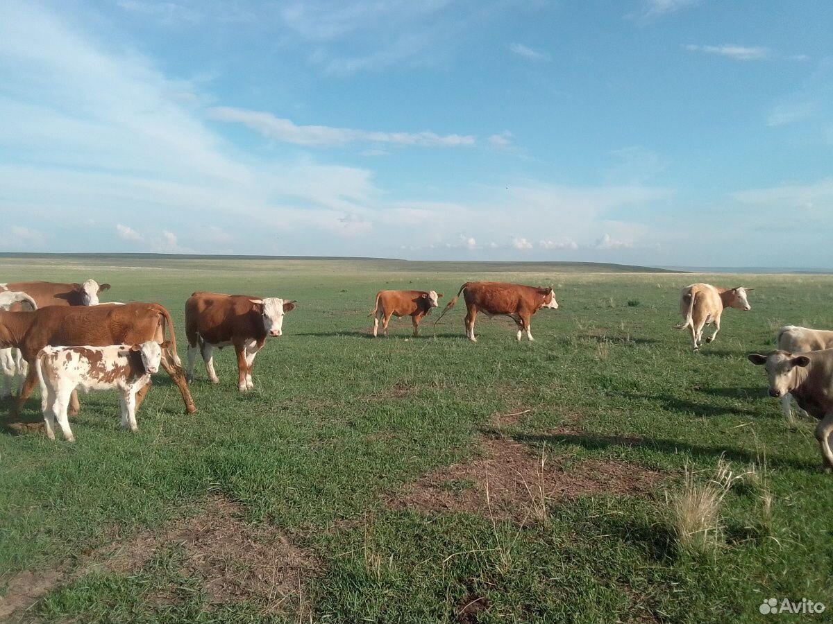 Два бычка и корова стельнная купить на Зозу.ру - фотография № 5