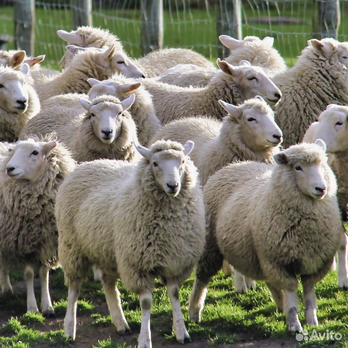 Овцы, бараны, крс купить на Зозу.ру - фотография № 1