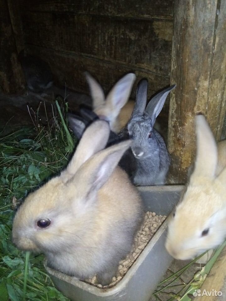 Продам крола и крольчат купить на Зозу.ру - фотография № 4