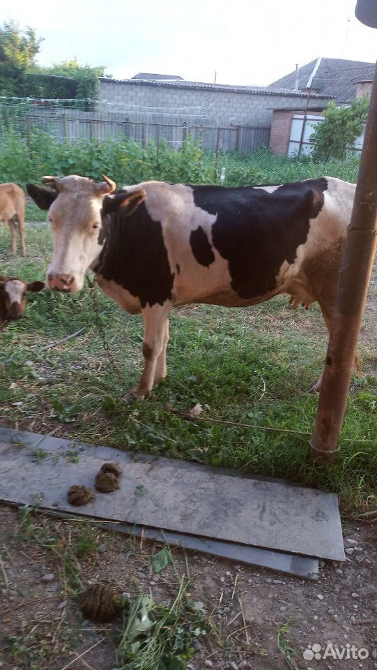 Две коровы и теленок купить на Зозу.ру - фотография № 6