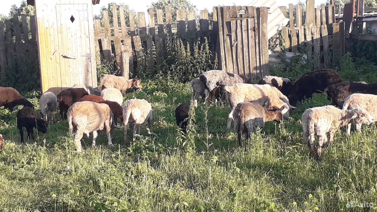 Овцы, бараны, ягнята купить на Зозу.ру - фотография № 5