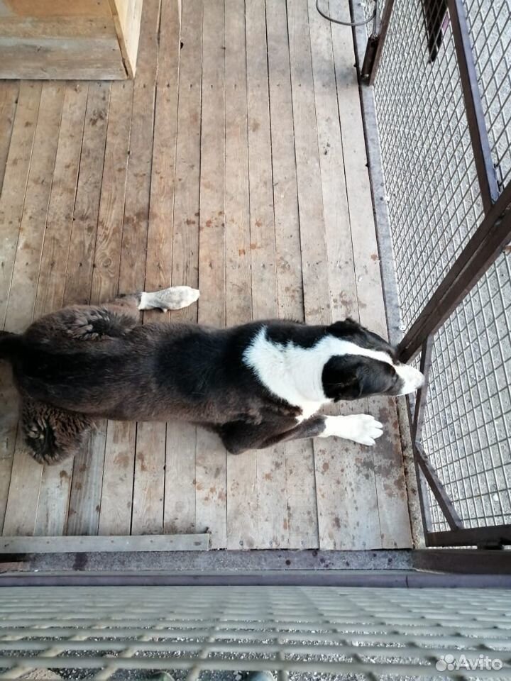 Среднеазиатские Овчарки (2 собаки) купить на Зозу.ру - фотография № 6