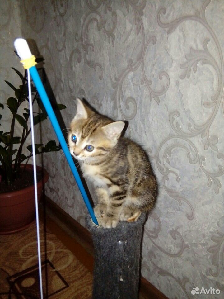 Кошка 3 месяца купить на Зозу.ру - фотография № 2