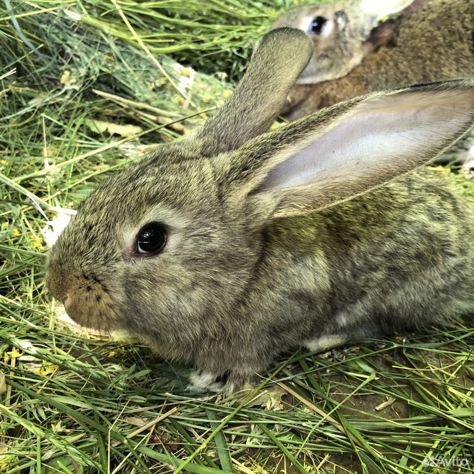 Кролики «Фландр» купить на Зозу.ру - фотография № 7