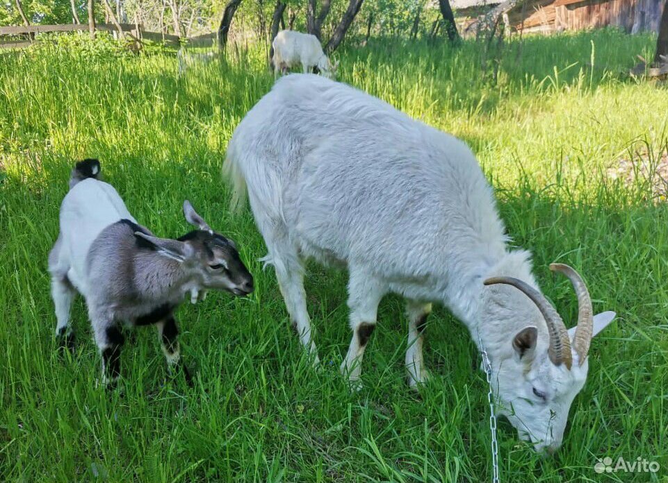 Козлик и коза купить на Зозу.ру - фотография № 4