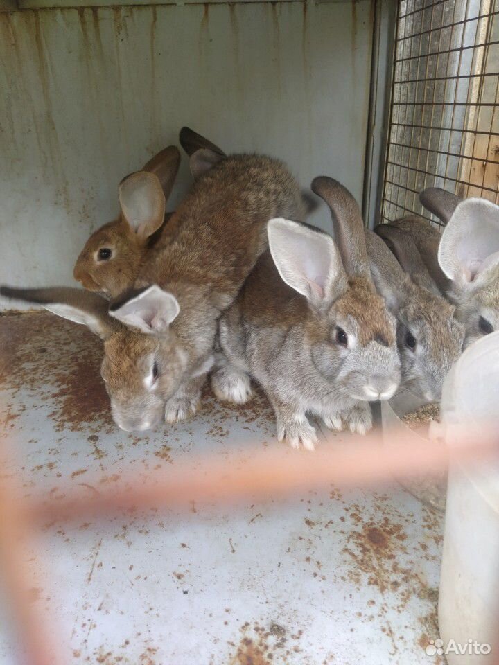 Кролики породистые купить на Зозу.ру - фотография № 6
