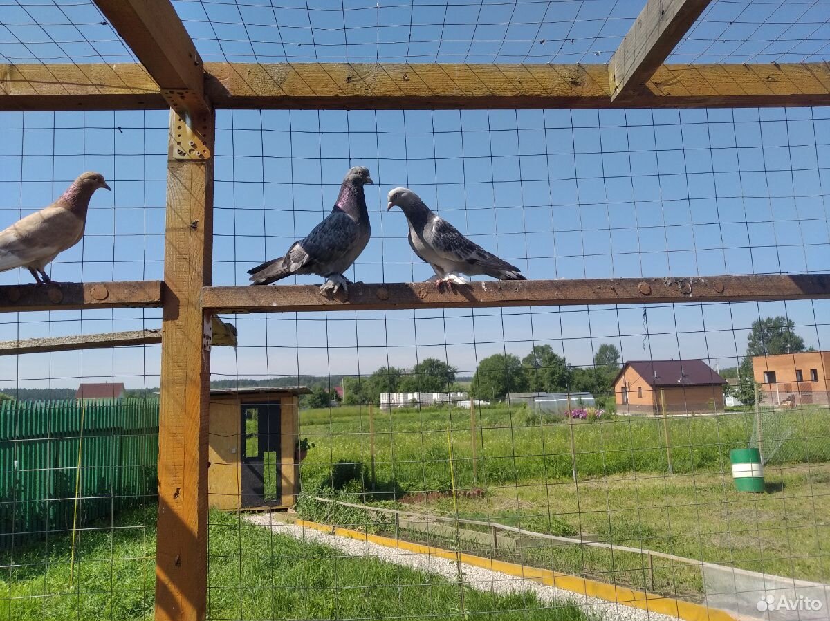 Продам голубей породы Такла купить на Зозу.ру - фотография № 1