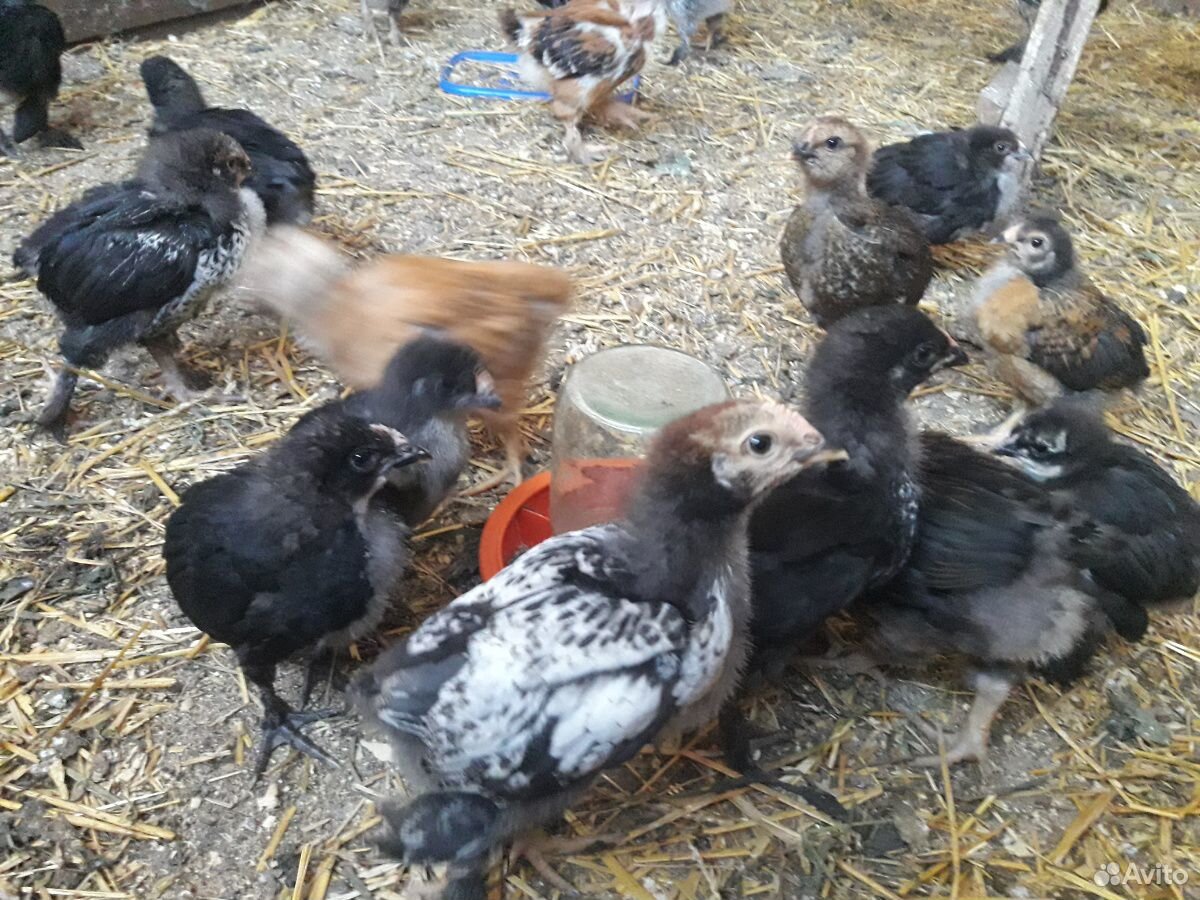 Клушка с цыплятами. Цыплята домашние купить на Зозу.ру - фотография № 4