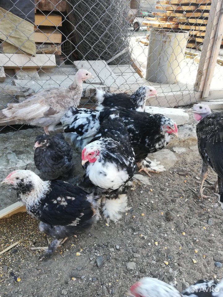 Породистые цыплята купить на Зозу.ру - фотография № 4