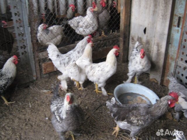 Куры яйца купить на Зозу.ру - фотография № 1
