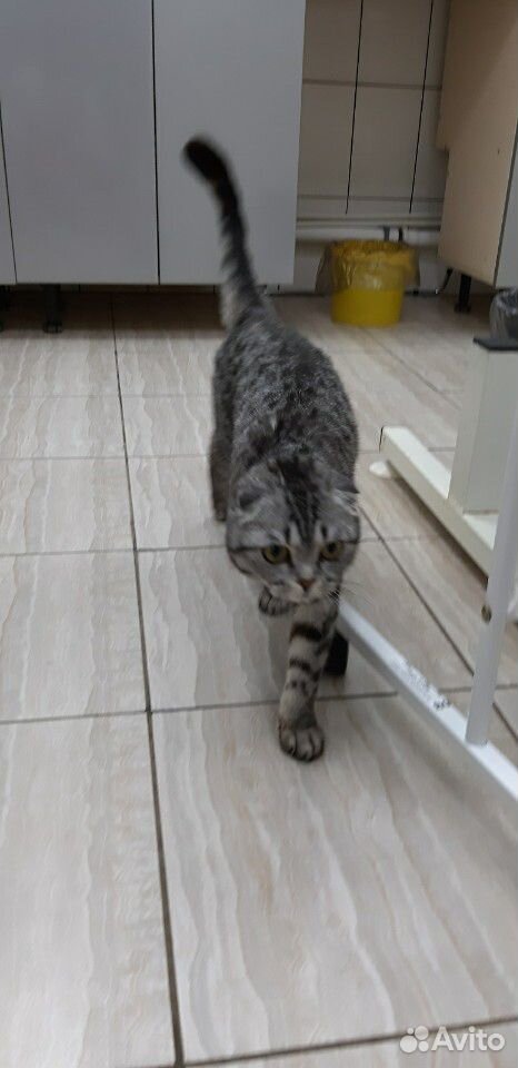 Кошечка ищет нового хозяина купить на Зозу.ру - фотография № 1