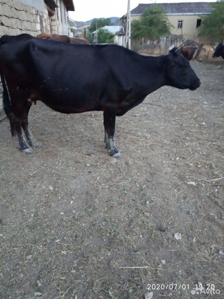 Корова, телка купить на Зозу.ру - фотография № 3