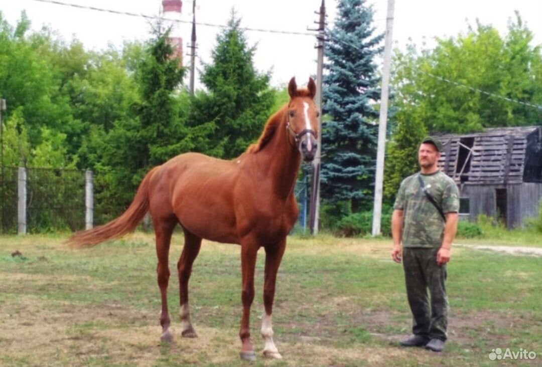 Лошадь Буденовской породы купить на Зозу.ру - фотография № 1