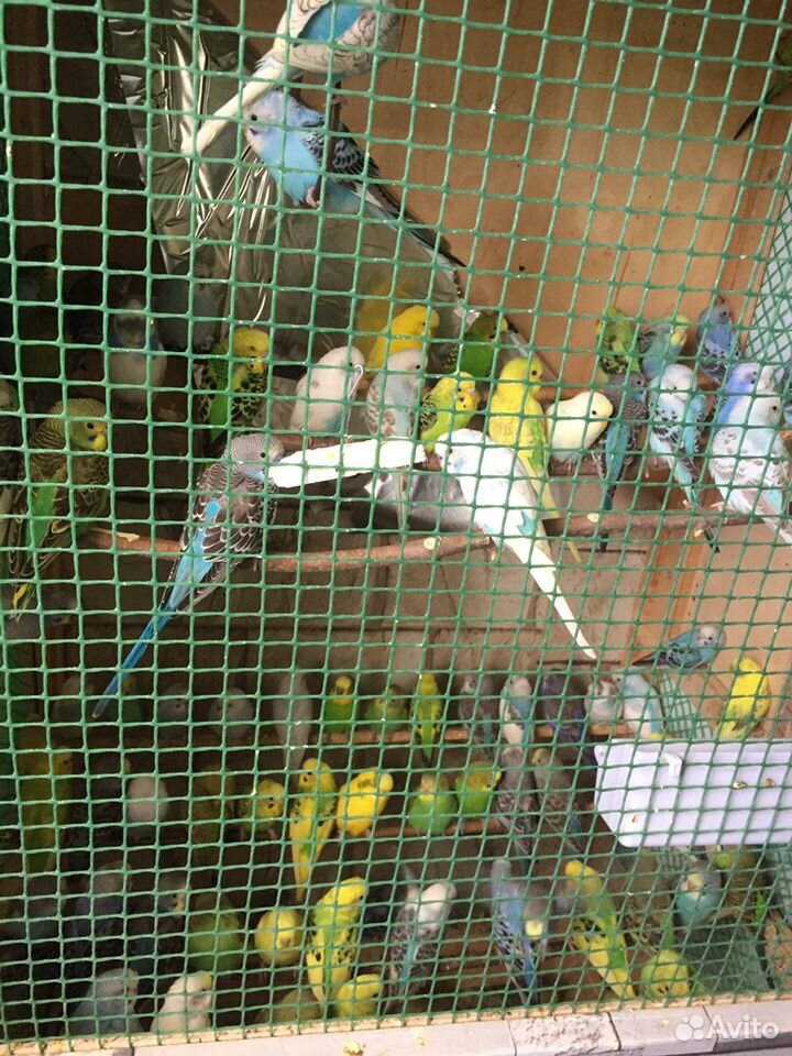 Говорящие попугаи волнистые купить на Зозу.ру - фотография № 1