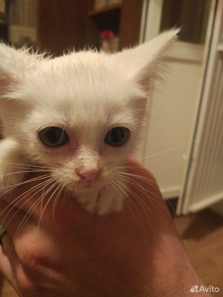 Белый котенок-девочка в добрые руки купить на Зозу.ру - фотография № 3