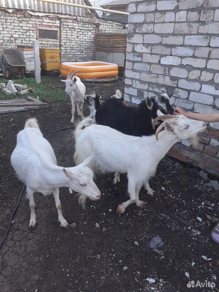 Козы и козлята купить на Зозу.ру - фотография № 4