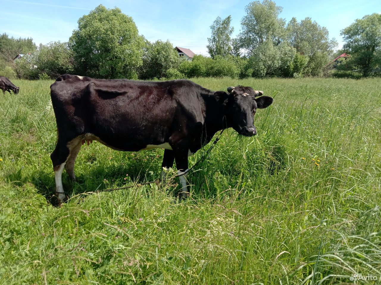 Продаются две дойные коровы: купить на Зозу.ру - фотография № 1