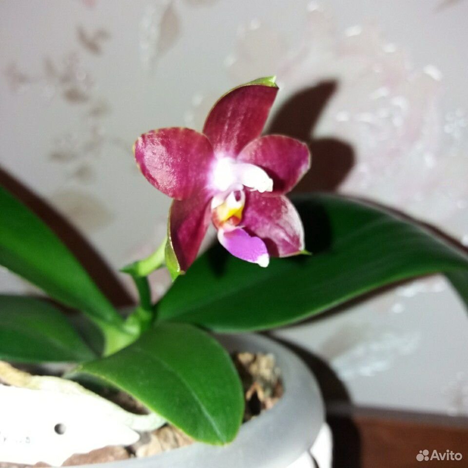 Орхидея Phal.Zhneg Min Pterodactylus купить на Зозу.ру - фотография № 2