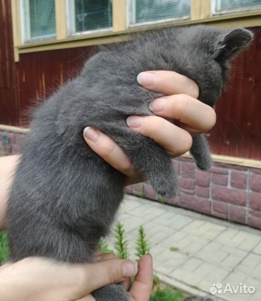 Кошка Мышка купить на Зозу.ру - фотография № 4