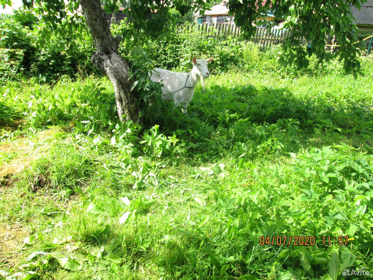 Кролики,коза купить на Зозу.ру - фотография № 3