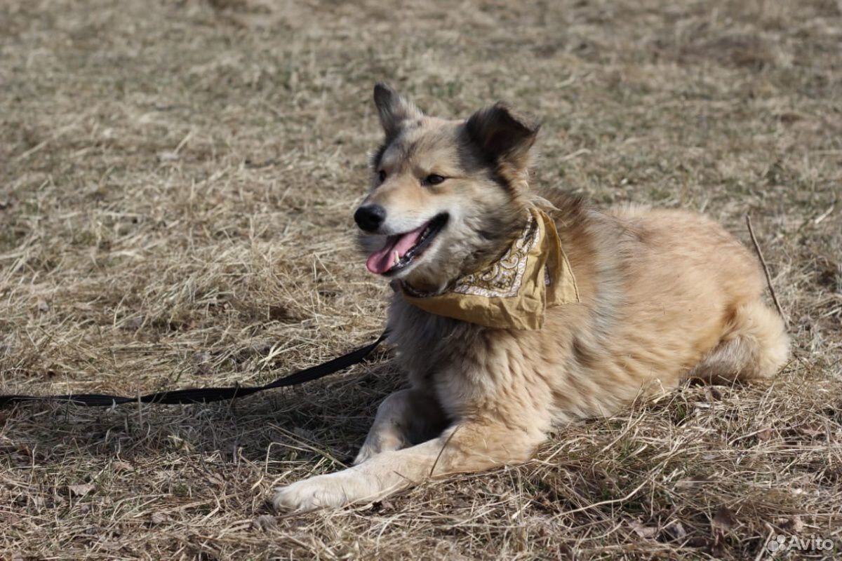 Собака из приюта ищет маму купить на Зозу.ру - фотография № 6