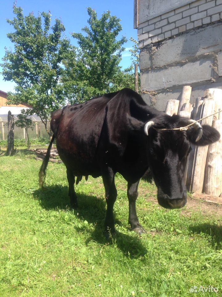 Корова на обмен купить на Зозу.ру - фотография № 3
