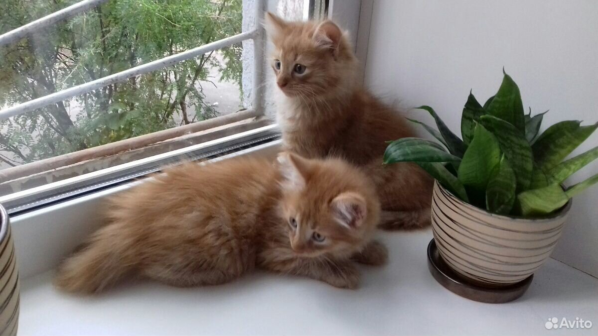 Котята близнецы :) купить на Зозу.ру - фотография № 2
