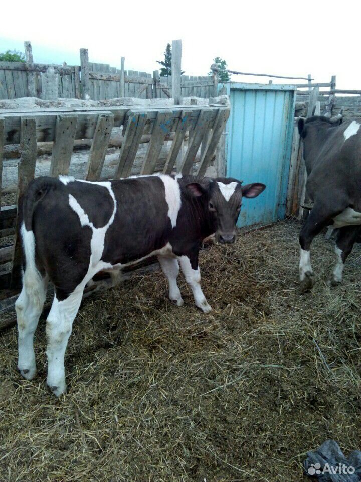 Корова с 5-и месячным подсосным теленком купить на Зозу.ру - фотография № 3