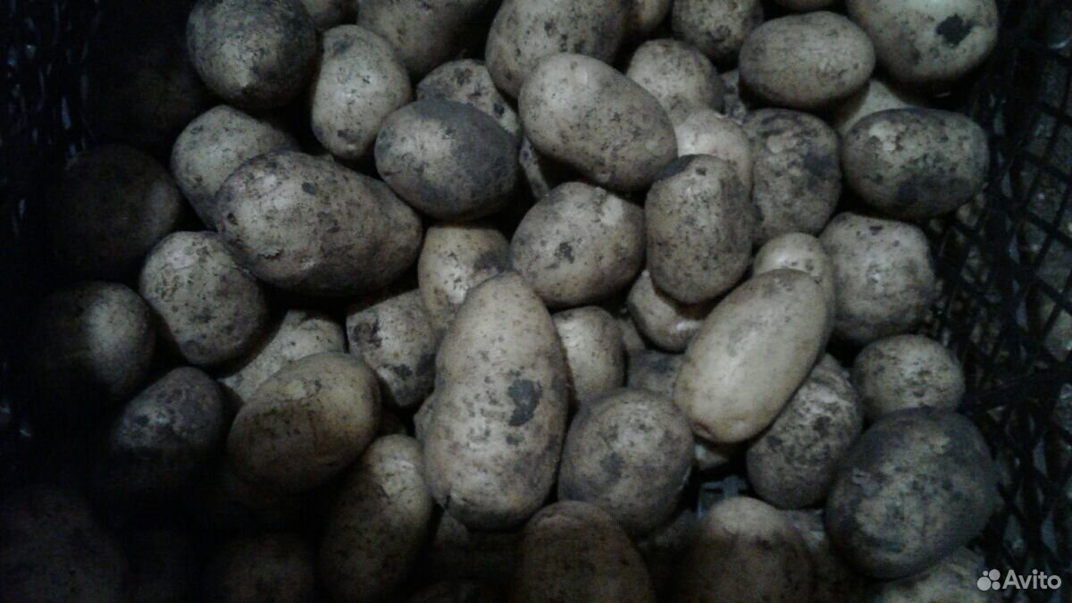 Молодой картофель,чеснок,молодые кабачки купить на Зозу.ру - фотография № 2
