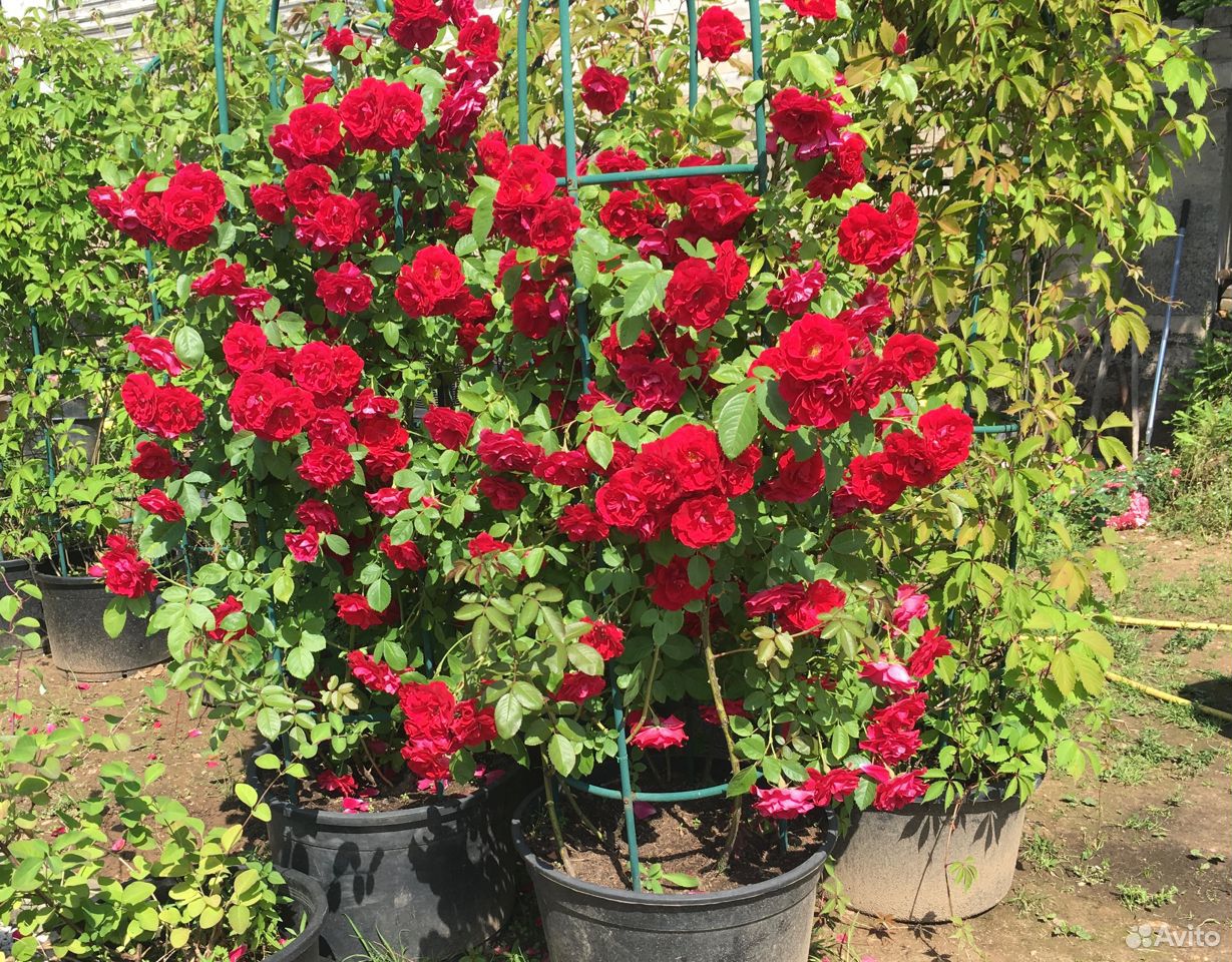 Плетистые розы в контейнерах на опорах купить на Зозу.ру - фотография № 4