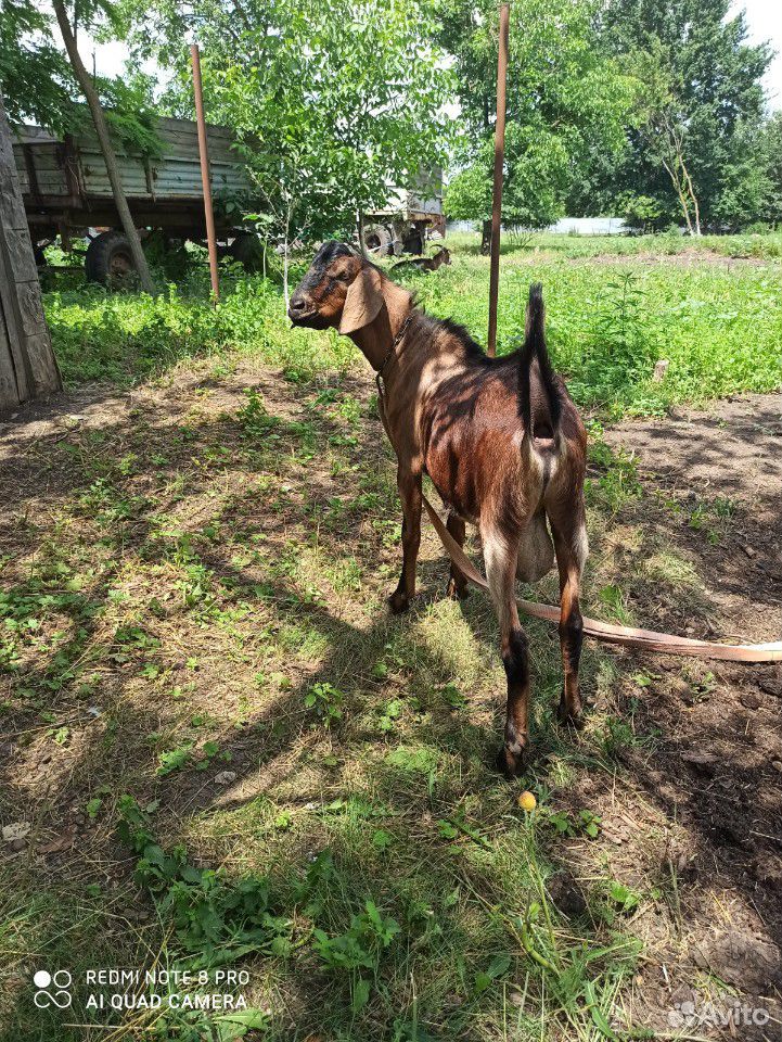 Продается англо-нубийский козёл купить на Зозу.ру - фотография № 1