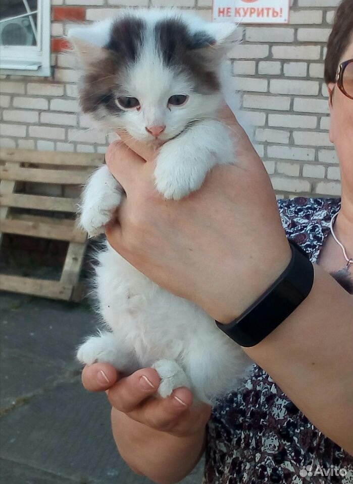 Красивые котята в добрые руки купить на Зозу.ру - фотография № 2