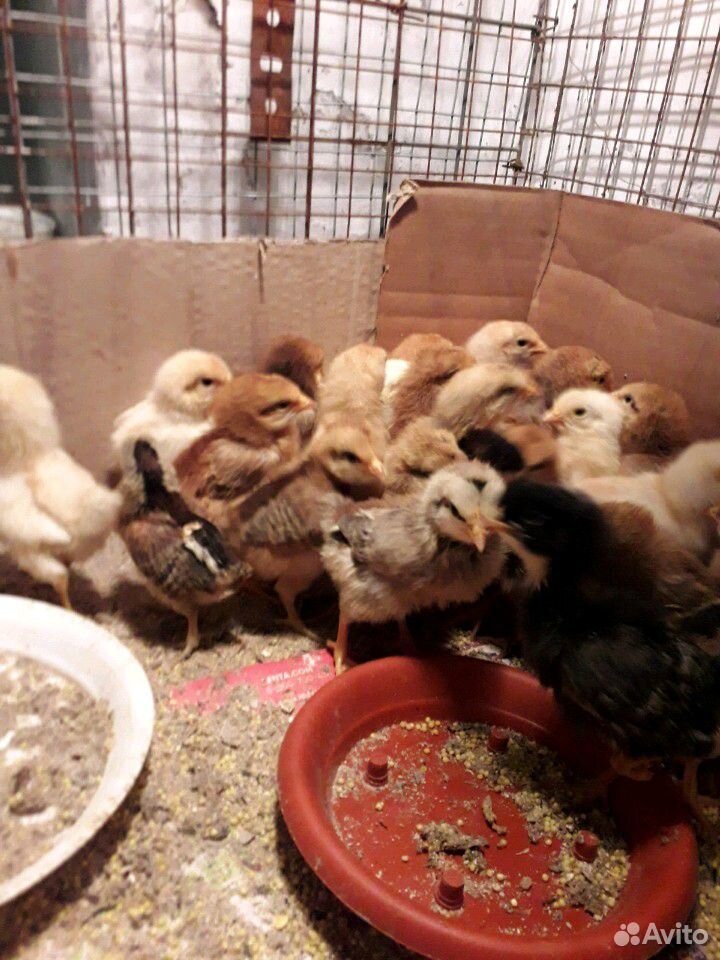 Продам цыплят купить на Зозу.ру - фотография № 3