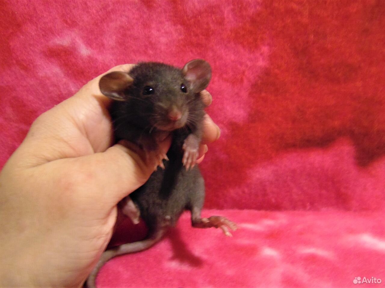 Крысы,Крысята девочки - дамбики, клетки купить на Зозу.ру - фотография № 6