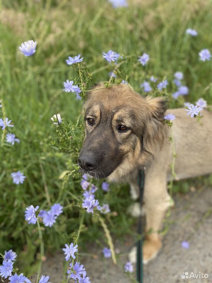 Красивая собака Шерри из приюта в дар купить на Зозу.ру - фотография № 9