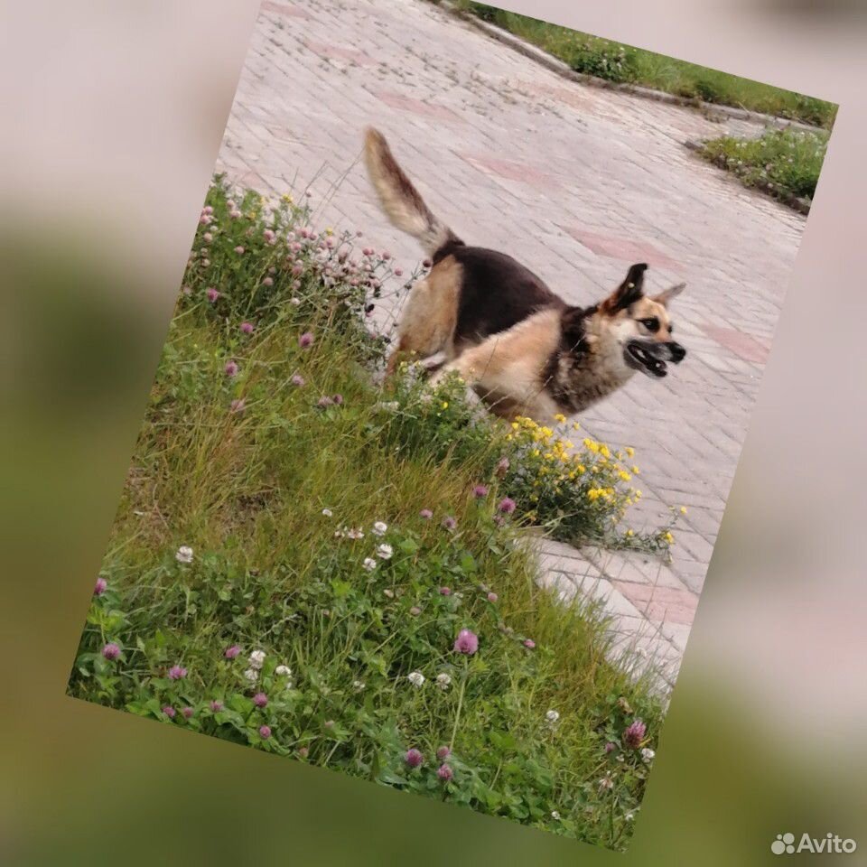 Собака-Анюта купить на Зозу.ру - фотография № 2