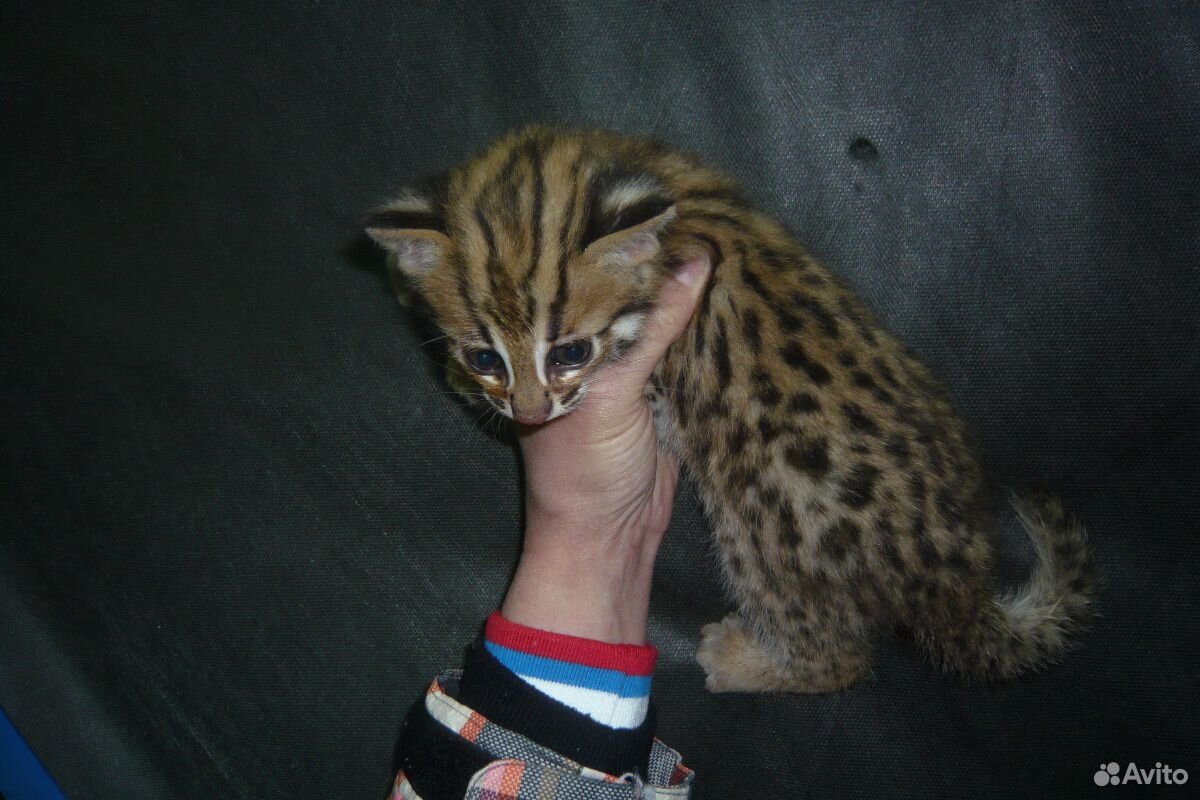 Алк или леопардовая кошка. alc купить на Зозу.ру - фотография № 3