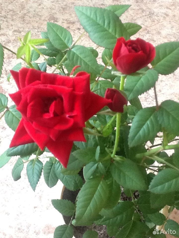Комнатная роза купить на Зозу.ру - фотография № 1