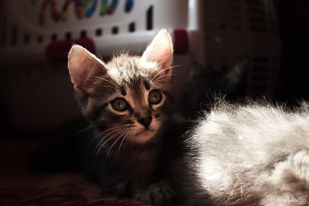 Котята 1,5 месяца купить на Зозу.ру - фотография № 2