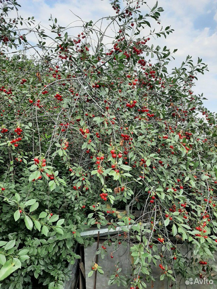 Сбор вишни купить на Зозу.ру - фотография № 2