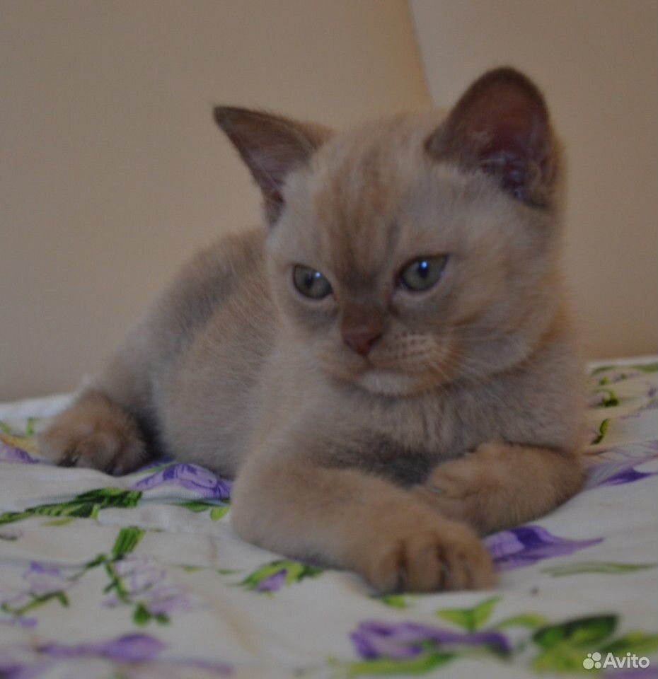 Бурманская-кот купить на Зозу.ру - фотография № 7