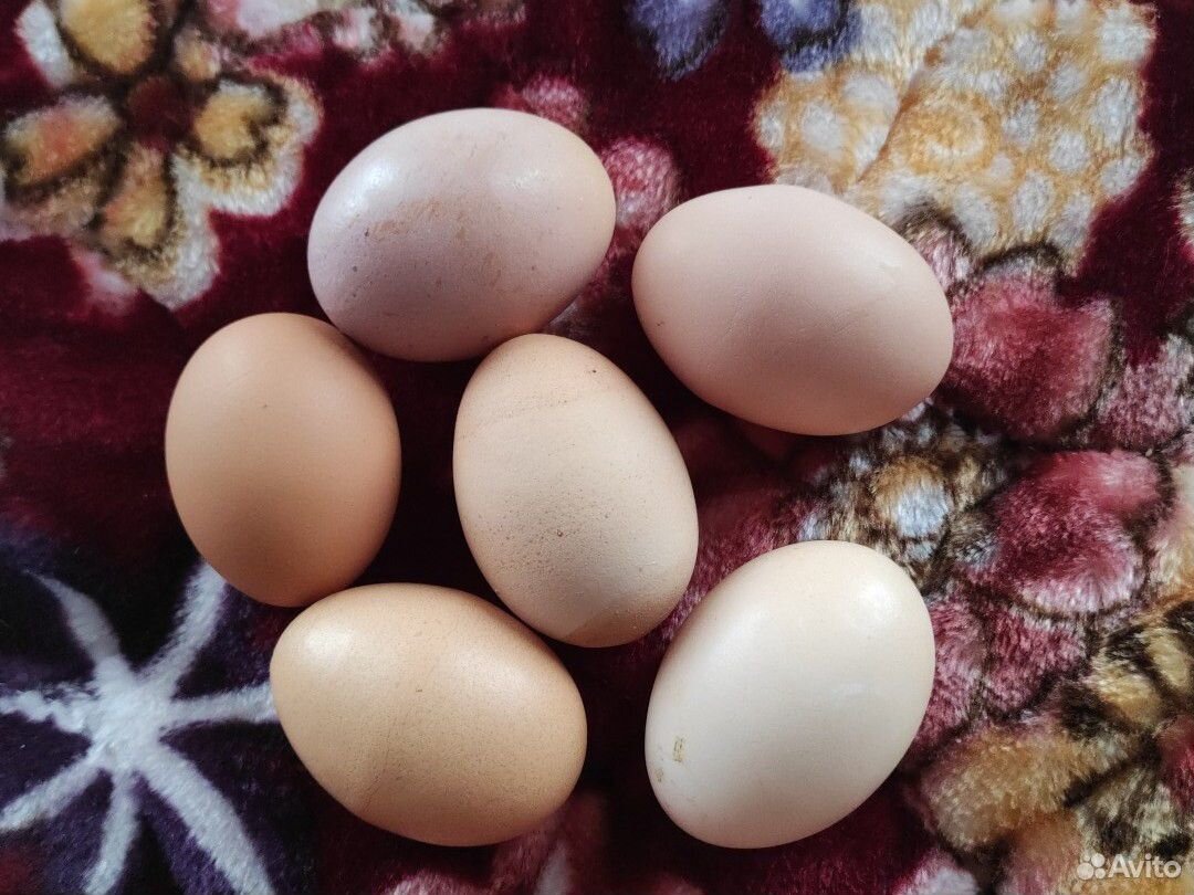 Яйцо куриное, домашнее купить на Зозу.ру - фотография № 4