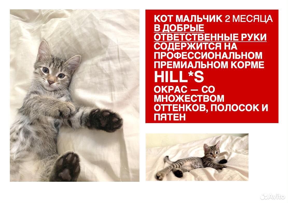 Кот мальчик 2 месяца купить на Зозу.ру - фотография № 1