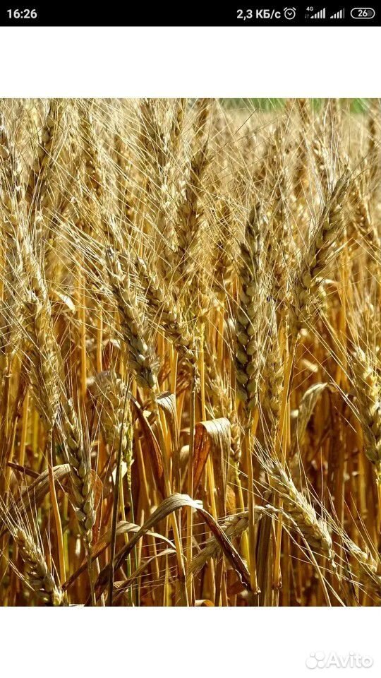 Ячмень и пшеница в мешках купить на Зозу.ру - фотография № 1