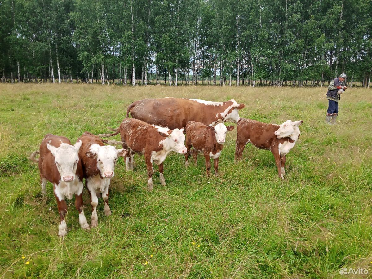 Бык и коровы с телятами на подсосе купить на Зозу.ру - фотография № 3