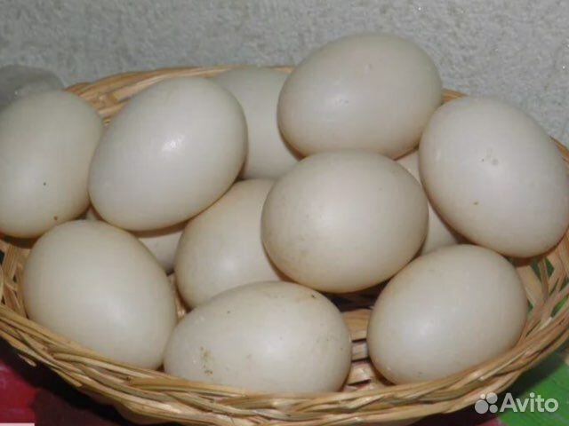 Яйцо белой индоутки купить на Зозу.ру - фотография № 1